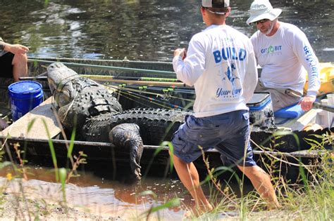 Orlando gator hunters bag massive 920-pound alligator to control population